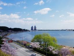 경포호 벚꽃, 관동제일 풍경의 '화룡점정'