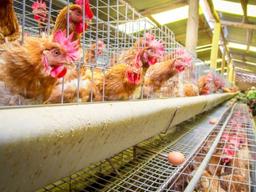 친환경 화장품 러쉬, 모든 제품 ‘<strong>달걀</strong>’ 뺀다