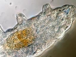 웬만해선 안 죽는다는 '물곰'에게서 극한생존 열쇠 찾는다