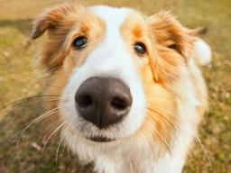 강아지 코가 '바짝' 말라있어요!