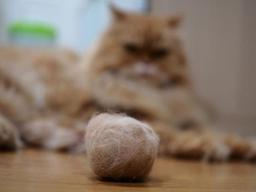 막내 떠나보낸 <strong>윤균상</strong>.. 이별 단초가 된 고양이 헤어볼이란