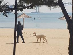 부산 <strong>광안리</strong>를 거닐던 '솜뭉치' 알파카 정체