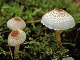 먹으면 사망까지? 산에서 주의해야 할 야생 <strong>독버섯</strong> 10