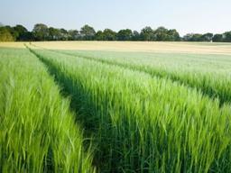 맥주ㆍ막걸리ㆍ와인에도 ‘<strong>자연주의</strong>’ 바람