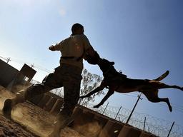 길에서 '<strong>도사견</strong>'을 만난다면? '<strong>도사견</strong>'은 어떤 개인가?