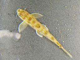 4대강 수문 열자 돌아온 멸종위기 ‘흰수마자’…<strong>금강</strong> <strong>세종</strong><strong>보</strong>에서 첫 발견