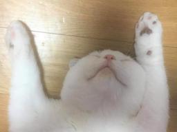 고양이 있는 <strong>집</strong>에 <strong>친구</strong>들 오면 생기는 흔한 일.."이놈의 인기 지겹다냥!"