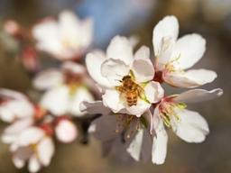 식탁에서 맞이하는 ‘지구의 날’…아몬드부터 대체육까지