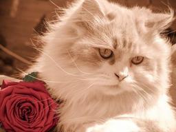 내 <strong>고양이</strong>의 두 <strong>집</strong> 살림? '배신 조짐 4가지'