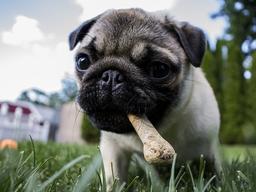 그거 나한테 먹일 거야? <strong>강아지</strong>에게 이건 ‘독’이죠