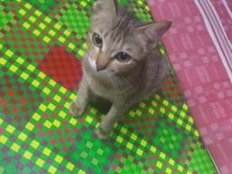 '양심있는 고양이'.. 이어폰 끊어먹고 실뱀 물어와