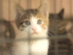 늙고 아픈 고양이들은 어디로 가야 할까? 묘르신 모시는 '경묘당'