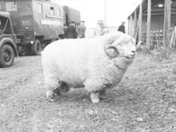 SNS에 양 <strong>사진</strong> 올렸다 테슬라 입사한 사연은?