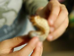 ‘연수입 <strong>153</strong>억’ 굼벵이도 돈 버는(?) 재주가 있다