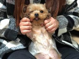 '<strong>손</strong>!'을 잘못 배운 강아지.. <strong>손</strong> 대신 '이것'