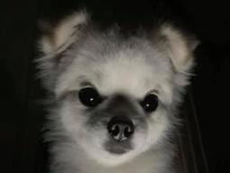 여름대비 납량특집 '심령 강아지'.."내 개껌 내놔~"