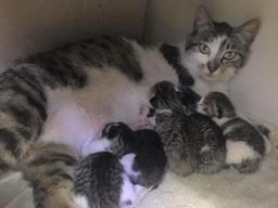 편의점에서 새끼 낳고 육아 중인 <strong>길고양이</strong>.. "이 은혜 안 잊는다옹"