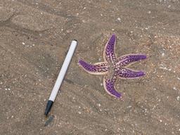 “제설제ㆍ사료ㆍ약품 재료” 몸값 높아진 ‘불가사리’