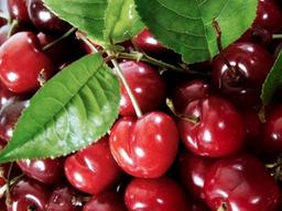 음식이 아니라 독? 주의가 필요한 ‘독을 품은 음식 7가지’