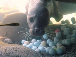 [서소문사진관]타이거 우즈형 로스트 볼 치면 안되요~,골프공 틈새로 먹이찾는 바다표범