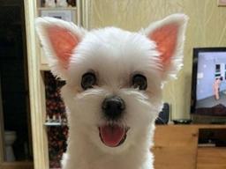 꾸벅꾸벅 졸면서도 주인 지키는 강아지..'안 지켜줘도 되는데'