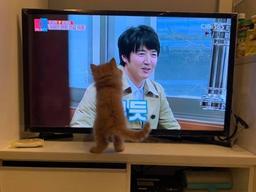 TV 보는 <strong>아깽이</strong>의 아찔한 뒤태.."집사야, 얘는 누구냥?"