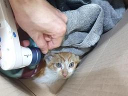 "차에 고양이 들어있음" 쪽지에 우르르 몰려나온 교수님들