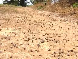 파리떼의 습격..."<strong>지자체</strong> 대응 부실"