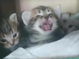 퇴근한 할아버지 보고 힘차게 우는 <strong>새끼 고양이</strong>