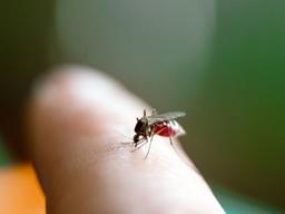 나 말고 다 물려! 모기에 안 물리는 숨겨놨던 꿀팁