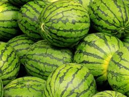 성공률 99% 자랑하는 맛있는 <strong>수박</strong> 고르는 <strong>꿀팁</strong>