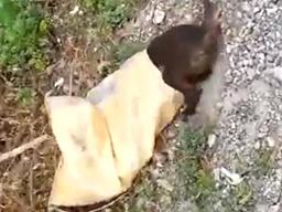 초복 앞두고…살아있는 유기견 가스불로 태운 남성 붙잡혀