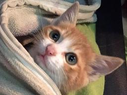 새로 생긴 강아지 동생 숨어서 몰래 예뻐하는 <strong>고양이</strong>