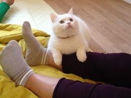 히크, 힐키, 히딩크, 이순남