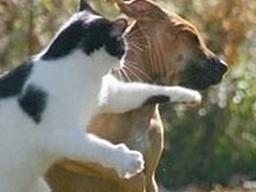 고양이가 <strong>냥아치</strong>인 증거