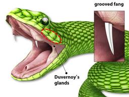 독사가 깨무는 방식 모방한 <strong>약물</strong>전달 패치 개발