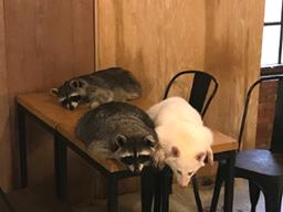 전 지구로 ‘침입’하는 라쿤…“생태계에 치명적”