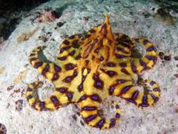 청산가리 10배 맹독 파란선 문어 , 피서철 <strong>부산</strong> 앞<strong>바다</strong> 습격