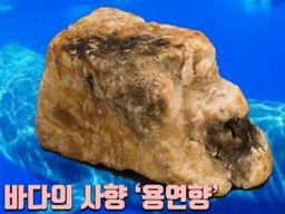 고래 배설물은 왜 7,000만원 가치가 매겨지는걸까?