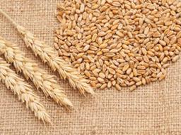 새싹 보리만큼 건강에 좋은 '보리'의 효능은?