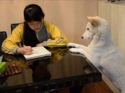 [펫스티벌] "숙제 잘해라" 매의 눈으로 감시하는 <strong>반려견</strong>