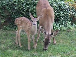 “10년 내 ‘좀비 사슴’ 먹고 전염된 인간 나올 것” 전문가 경고