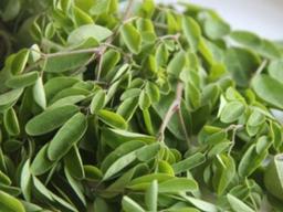 <strong>모링가</strong>, 다이어트 효능에 칼슘, 철분까지 풍부한 '슈퍼푸드', 먹는 방법과 부작용은?