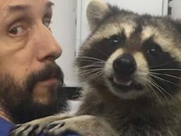 [펫스티벌] 특별 간호사로 취직 된 '<strong>라쿤</strong>' 어떤 사연이?