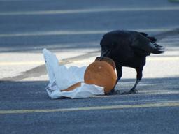 햄버거 먹는 도시 <strong>까마귀</strong> 콜레스테롤 수치 시골 <strong>까마귀</strong>보다 높아