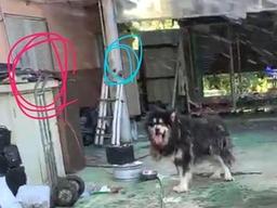 20대 여성, <strong>자동차</strong>튜닝숍서 대형견에 목·어깨 등 물려