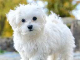 [펫스티벌] 말티즈는 왜 참지 않게 됐을까?