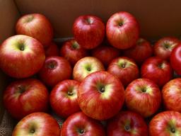 추석 과일 <strong>고르는 법</strong>...사과는 꼭지, <strong>포도</strong>는 껍질