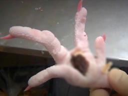 "변기의 1만배 세균"…피부병 닭발 대형업체에도 유통됐다