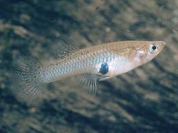 물고기는 <strong>지능</strong>이 낮은 단세포?